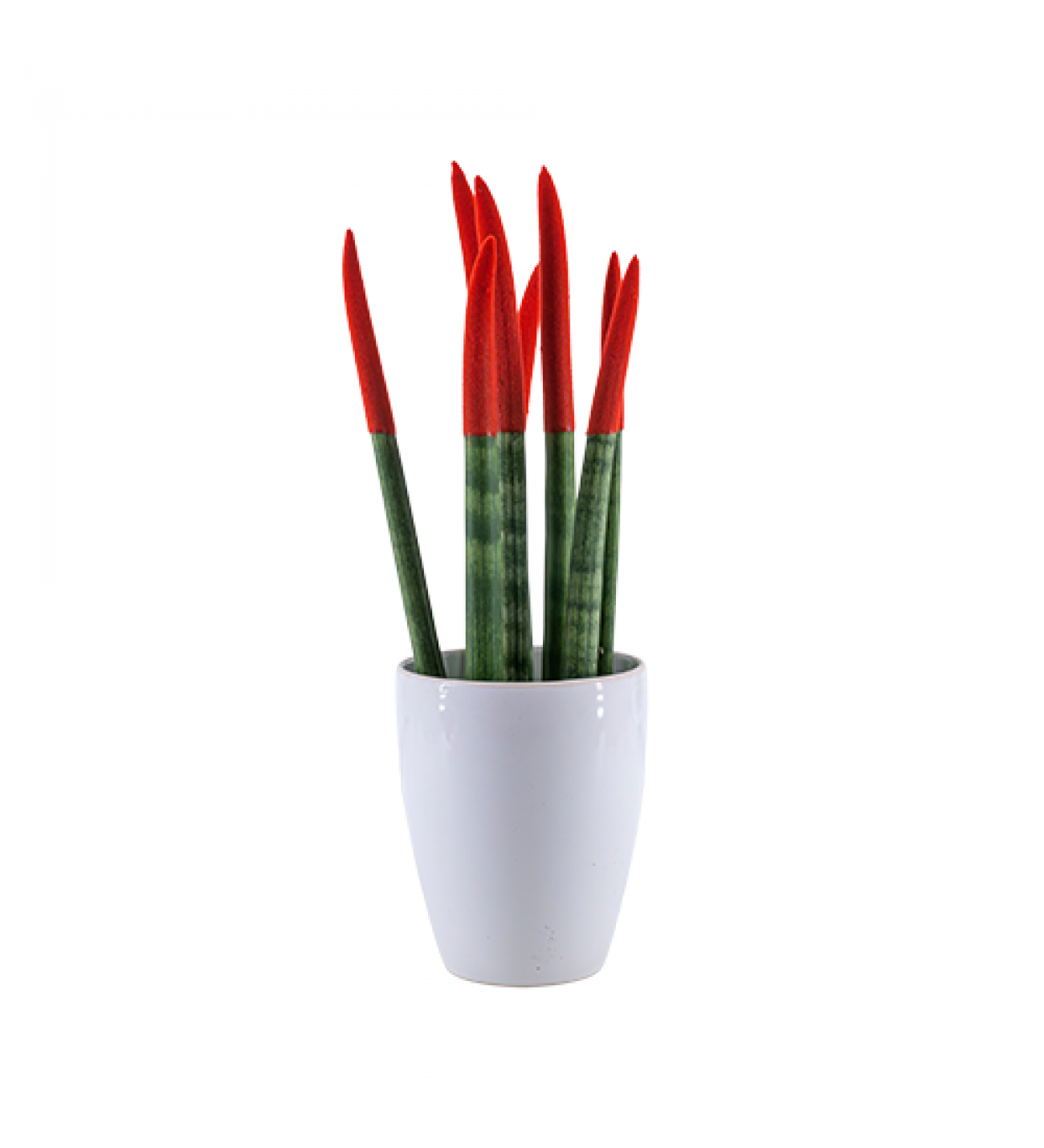 sansevieria-lily-pasa-kilici