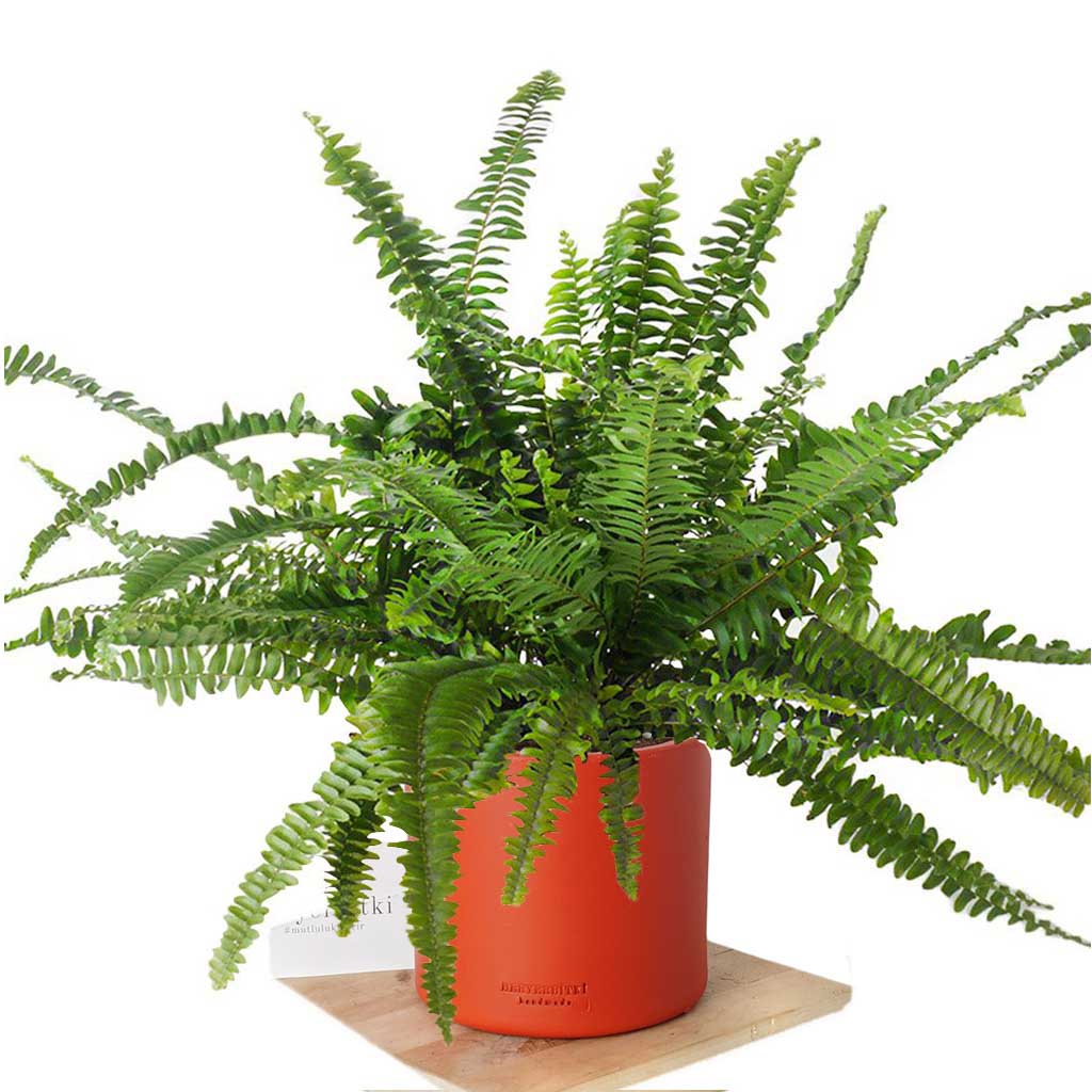 ask-merdiveni-nephrolepis-exaltata