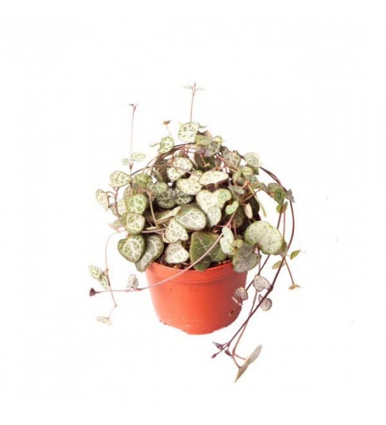 kalp-kalbe-karsi-bitkisi-aeschynanthus-radicans