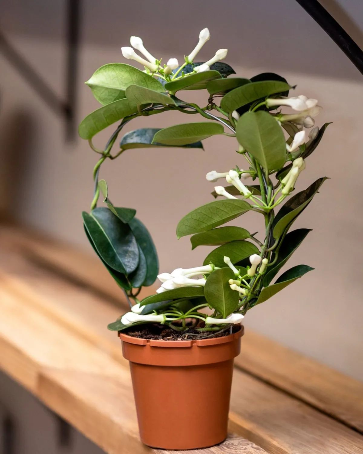 madagaskar-yasemini-stephanotis-floribunda