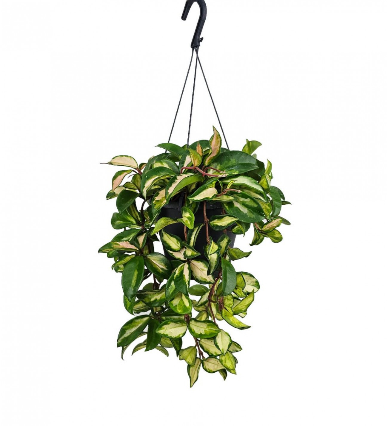mum-cicegi-hoya-carnosa