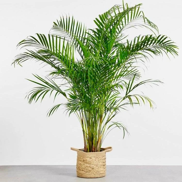 areka-palmiyesi-dypsis-lutescens