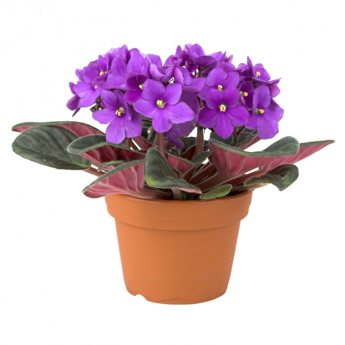 mor-menekse-saintpaulia---afrika-meneksesi