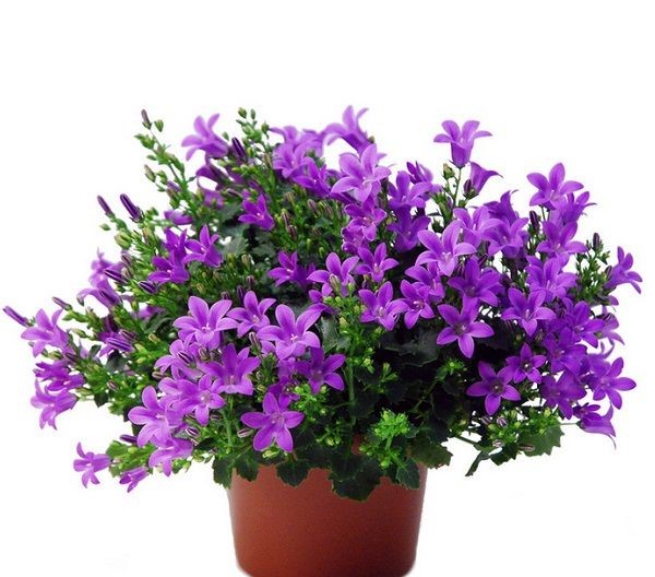 mavis-cicegi-plumbago---mavi-yasemin