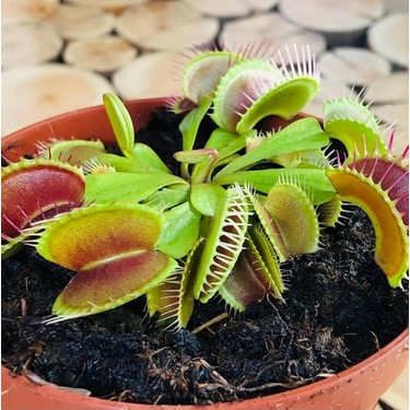 sinek-kapan-dionaea-muscipula