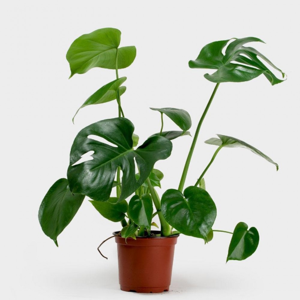deve-tabani-monstera