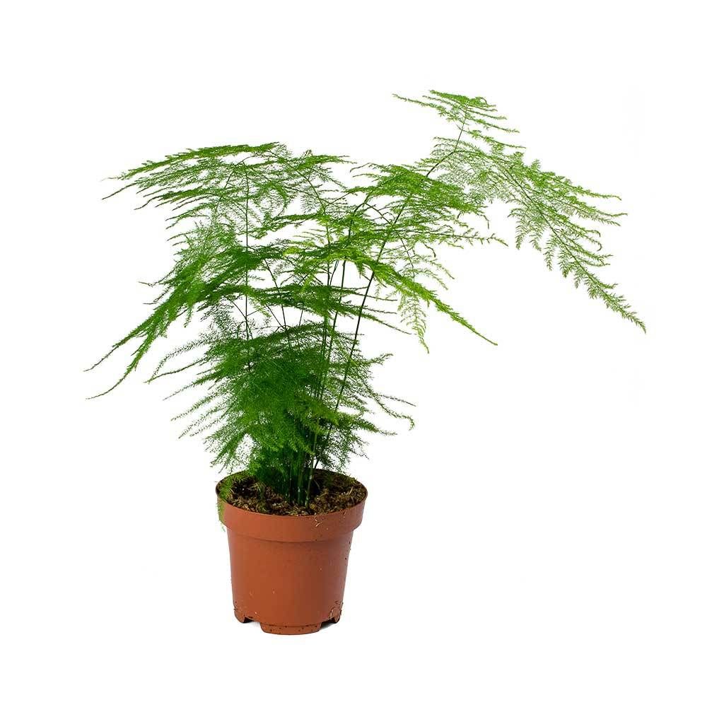 tul-cicegi-asparagus-setaceus---asparagus-fern