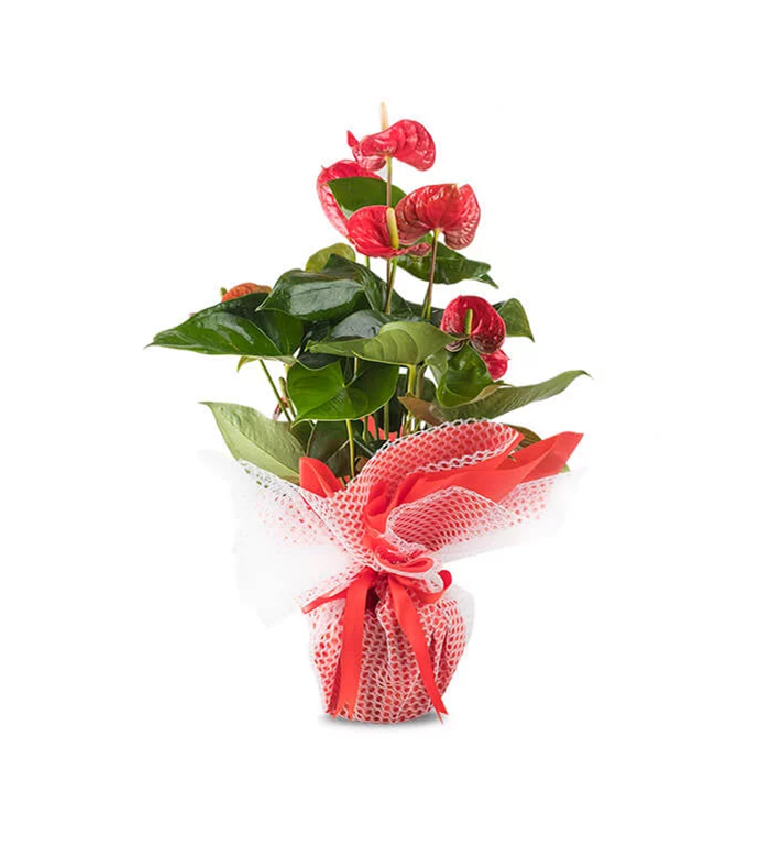 antoryum-anthurium