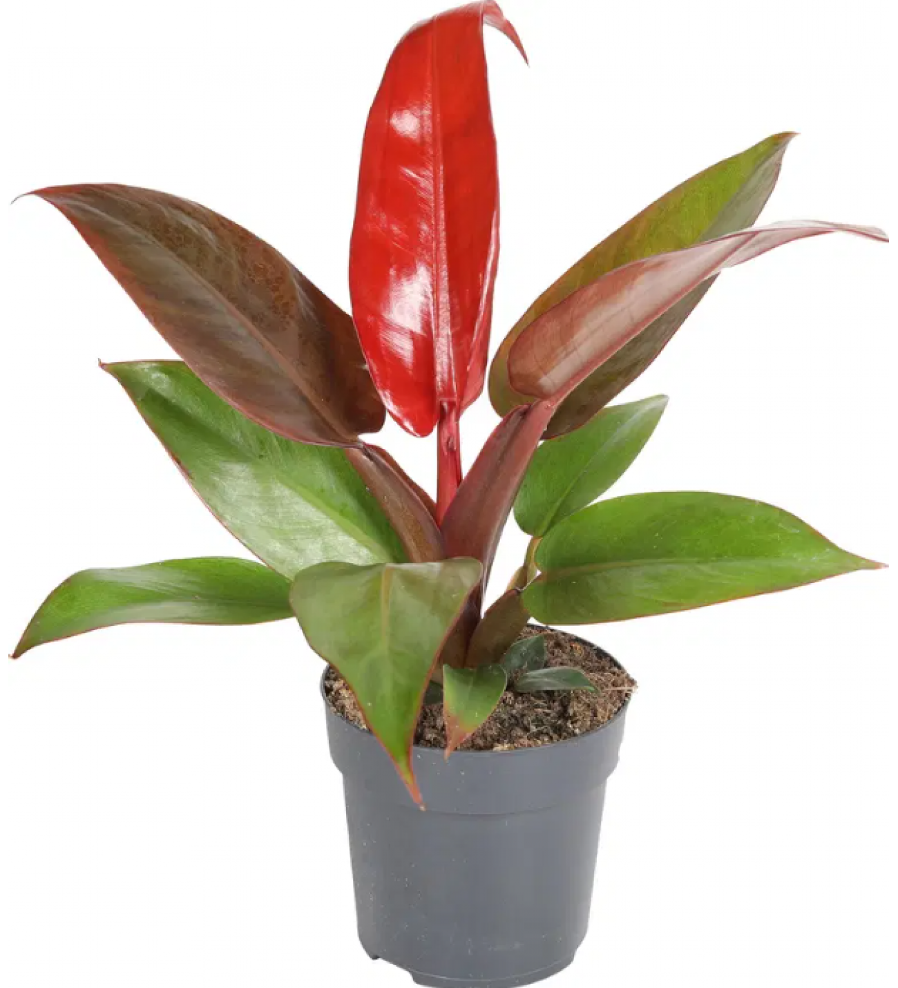 salon-sarmasigi-philodendron-red-beauty