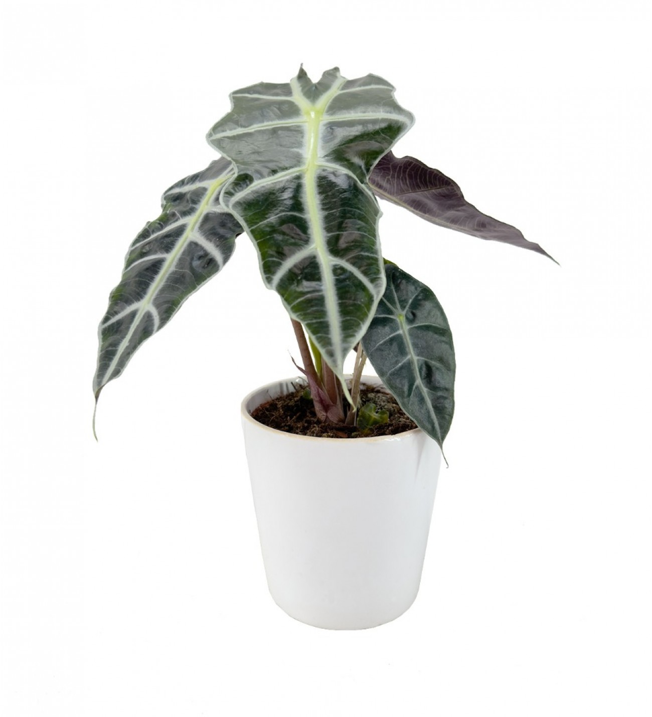 fil-kulagi-alocasia